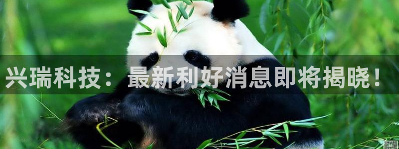兴瑞科技：最新利好消息即将揭晓！
