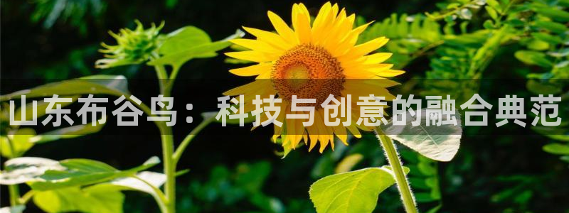 山东布谷鸟：科技与创意的融合典范